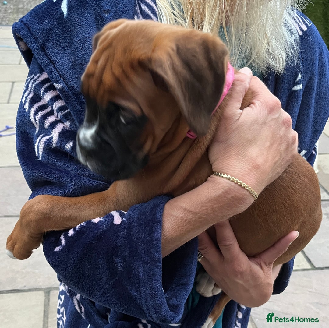 Boxer dogs for sale: READY TO GO - Chunky KC registered Boxer pups - Image 24