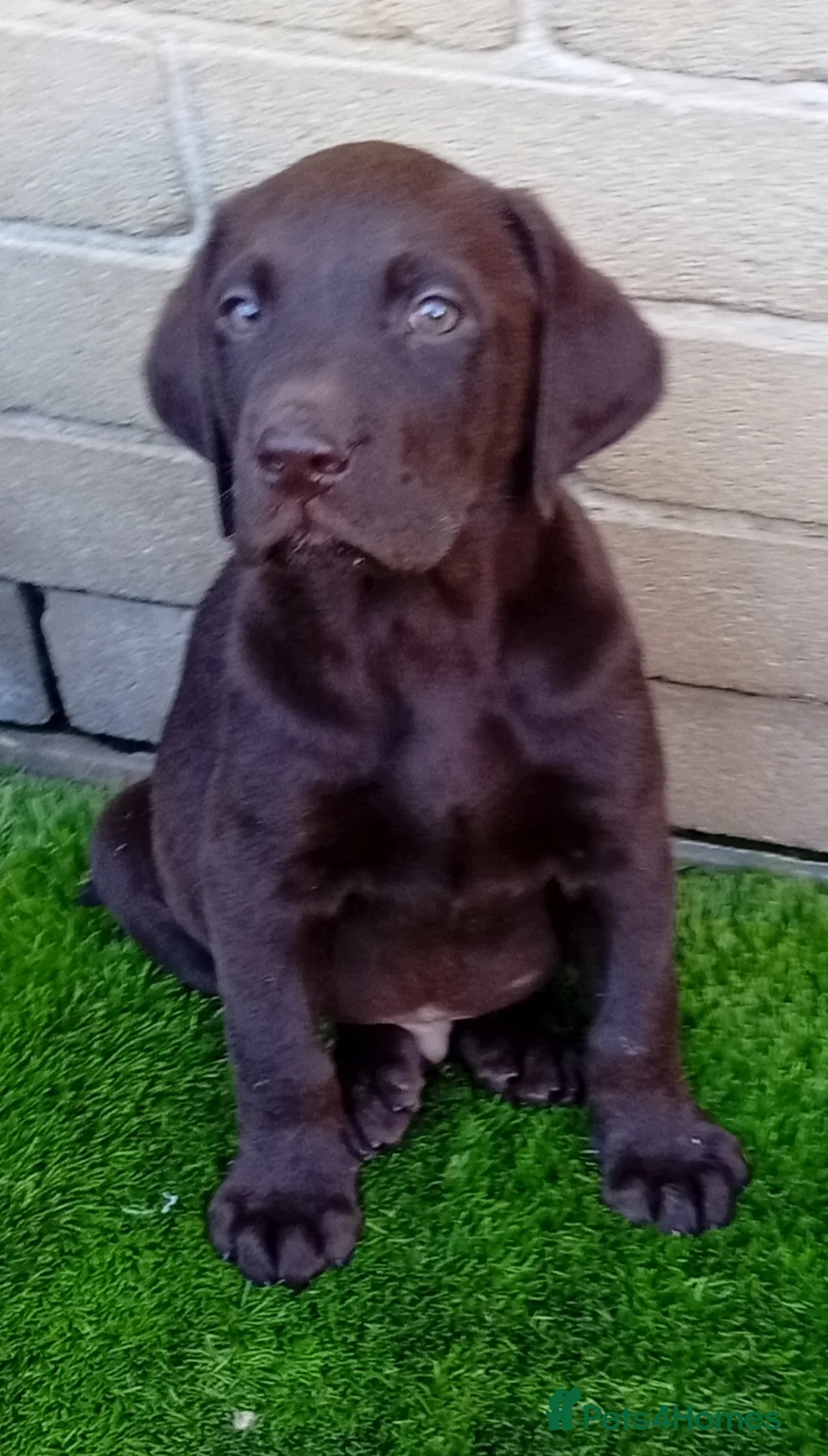 Labrador Retriever dogs for sale: Beautiful KC registered puppies  - Advert 13