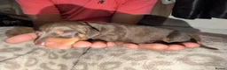 Dachshund dogs for sale: Dachshund Puppies – 2 Reserved, Family Raised - Advert 5