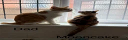 Mixed Breed cats for sale: Bobtail and Ragdoll mixed - Advert 14