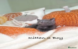 Mixed Breed cats for sale: Beautiful kittens 8 weeks old ready now  - Image 8