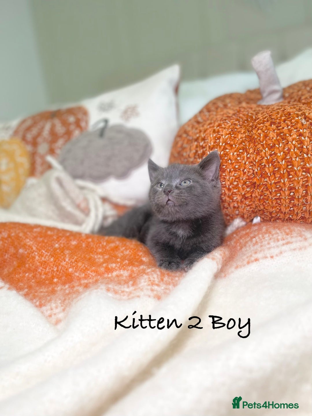 Mixed Breed cats for sale: Beautiful kittens 8 weeks old ready now  - Image 8