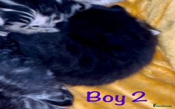 Bengal cats for sale: Gorgeous 5 Bengal-cross kittens - Image 6