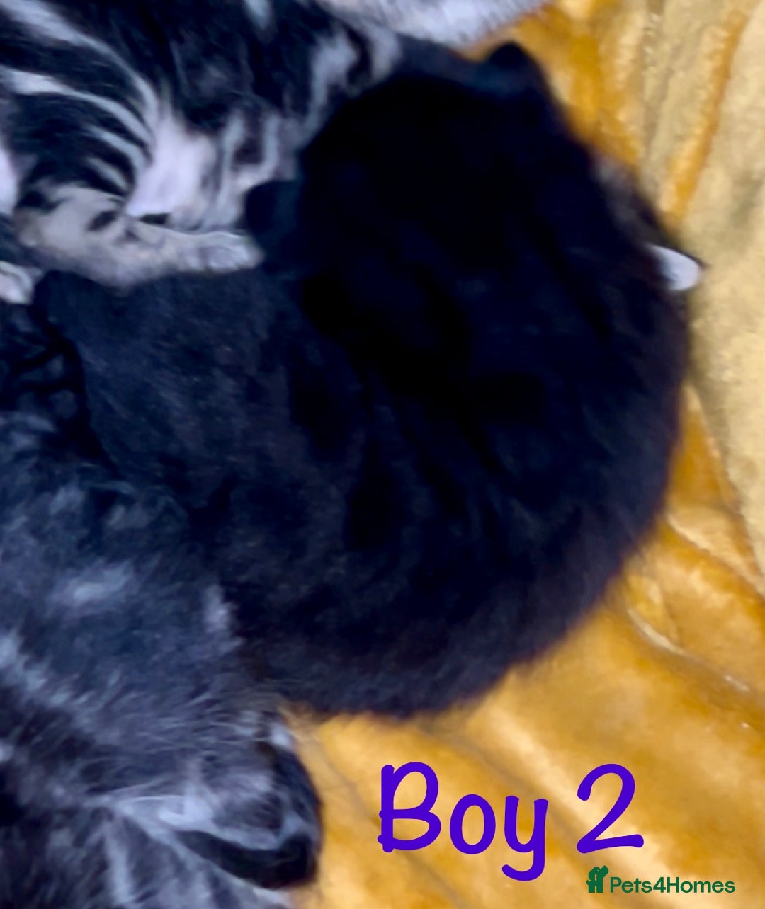 Bengal cats for sale: Gorgeous 5 Bengal-cross kittens - Image 6