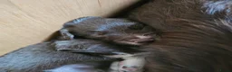 Sprollie dogs for sale: Sprollie Puppies in Dunmow - Advert 10