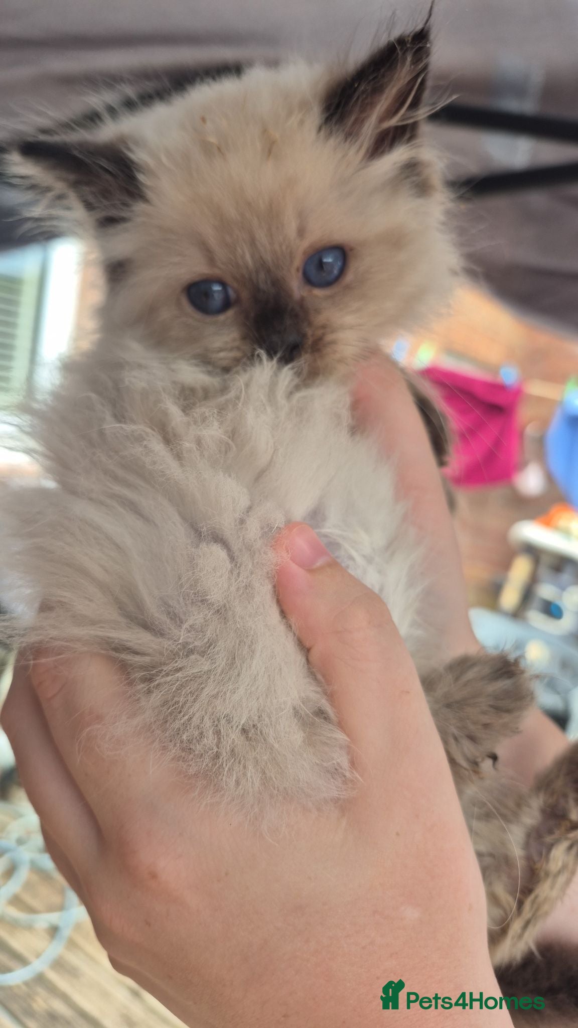 Ragdoll cats Only Male from first time mummy - Advert 7
