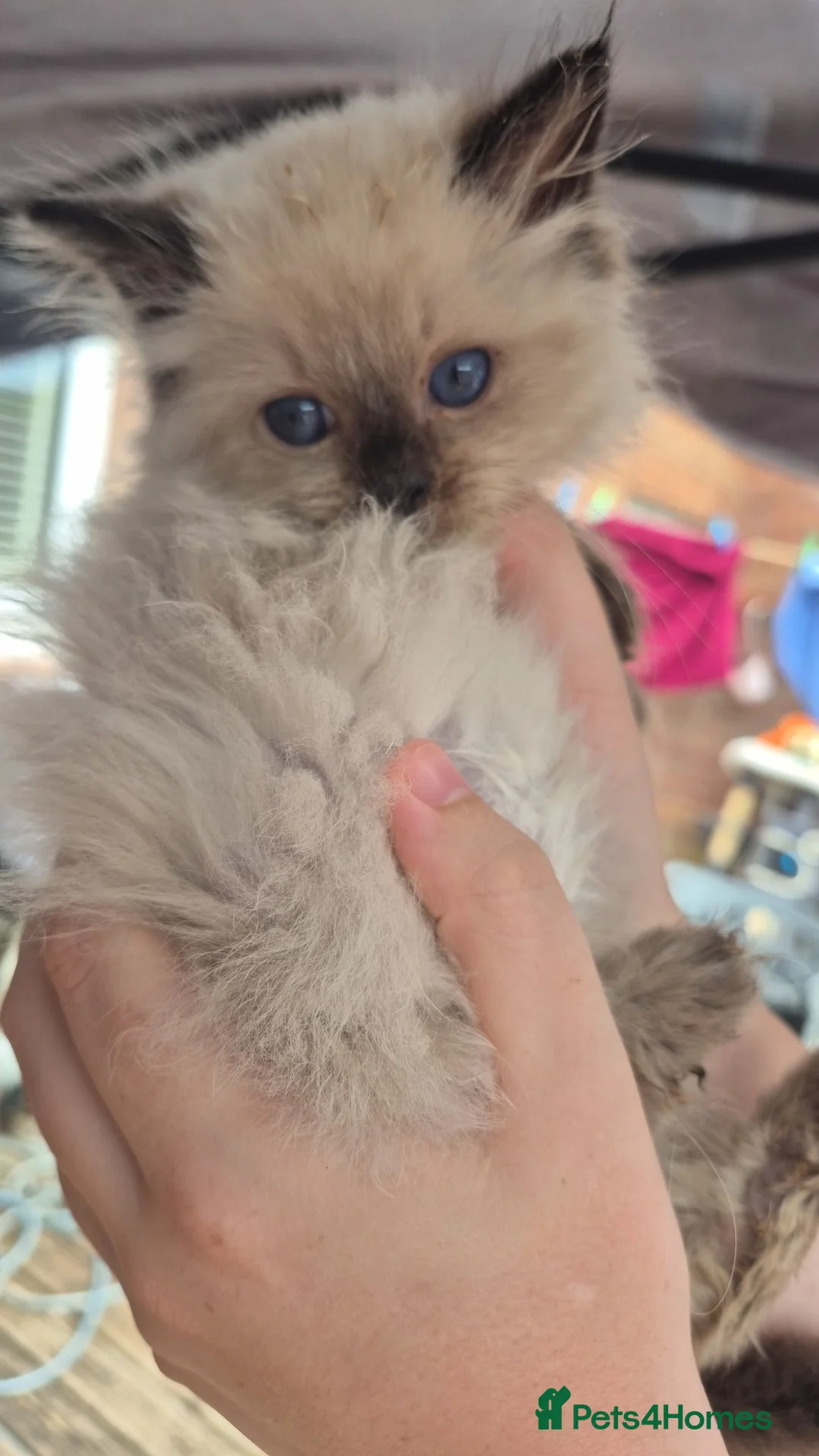 Ragdoll cats for sale: Only Male from first time mummy - Advert 1