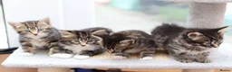Mixed Breed cats for sale: Beautiful Tabby Kittens in Telford - Advert 10