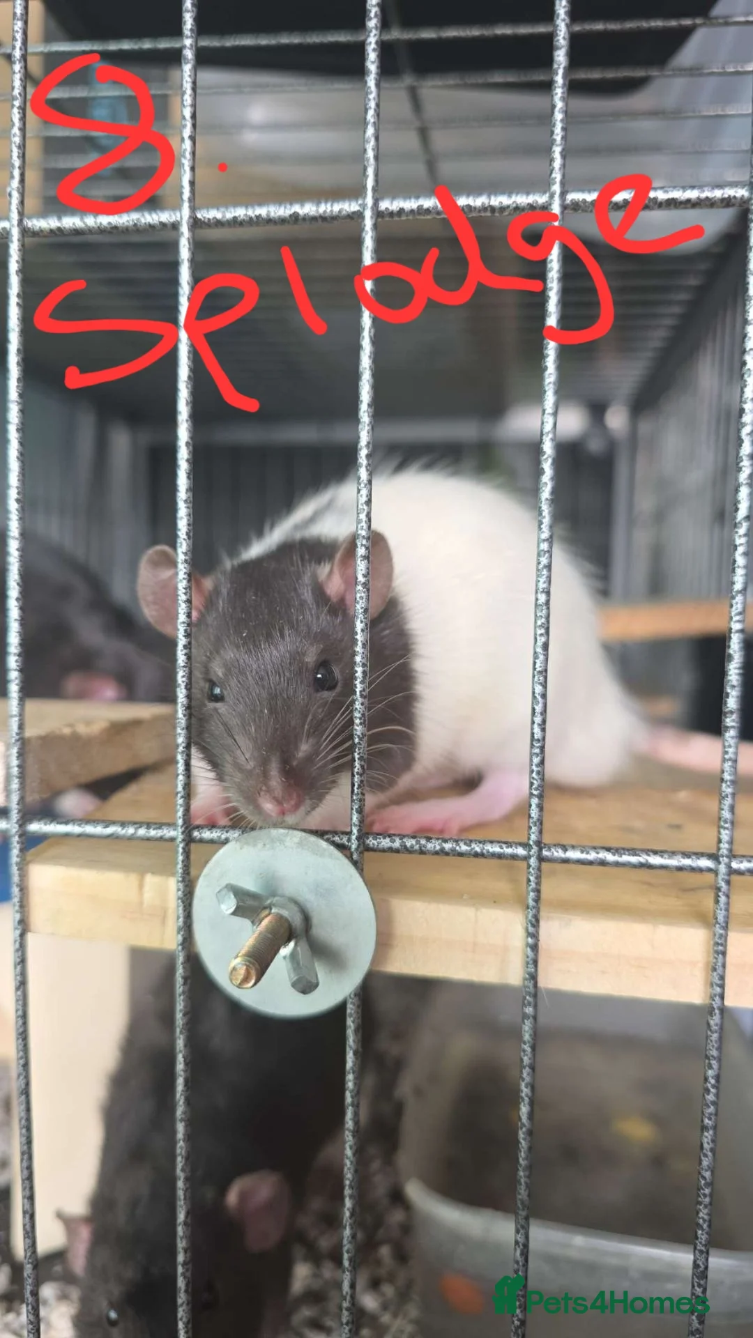 Rat rodents for sale: 8 beautiful boys in need of a new home in Leicester - Advert 8