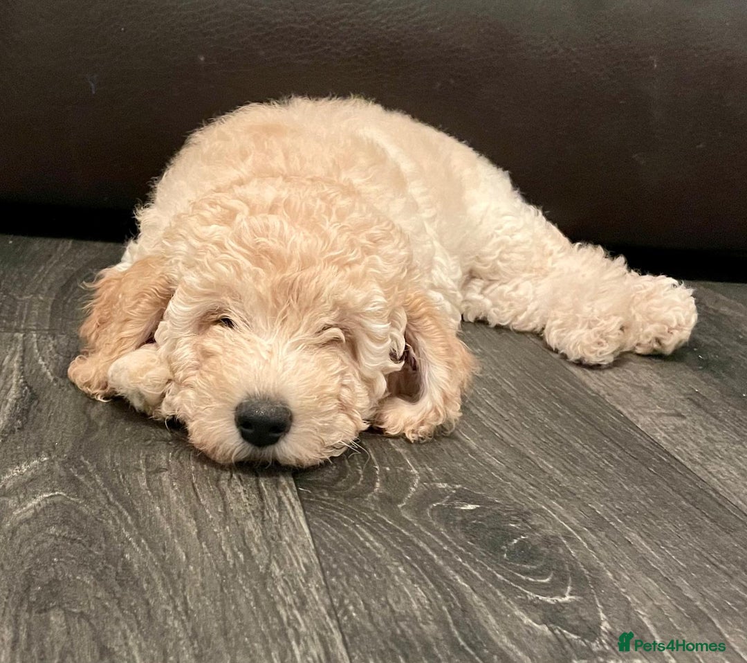 Miniature Poodle dogs for sale: LUXURY Litter of KC Registered Miniature Poodles - Image 22