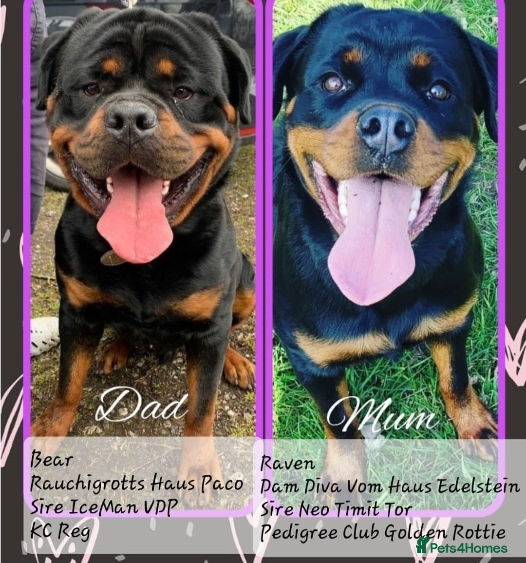 Rottweiler dogs Pure Pedigree Rottweiler Puppies - Advert 15