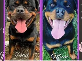 Rottweiler dogs Pure Pedigree Rottweiler Puppies - Advert 15