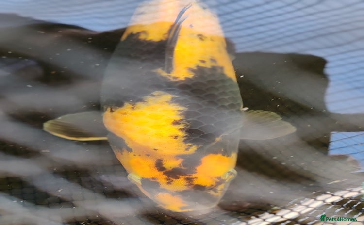 Koi Carp fish - Advert 1