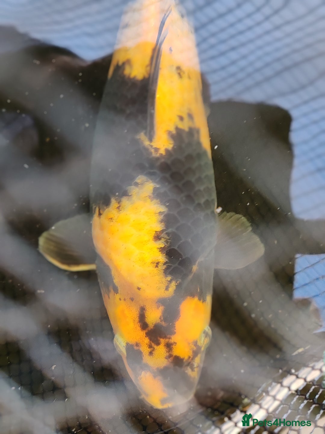 Koi Carp fish for sale: KOI FOR SALE - Image 1