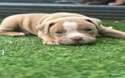 Staffordshire Bull Terrier dogs for sale: Ready now !! - Image 7