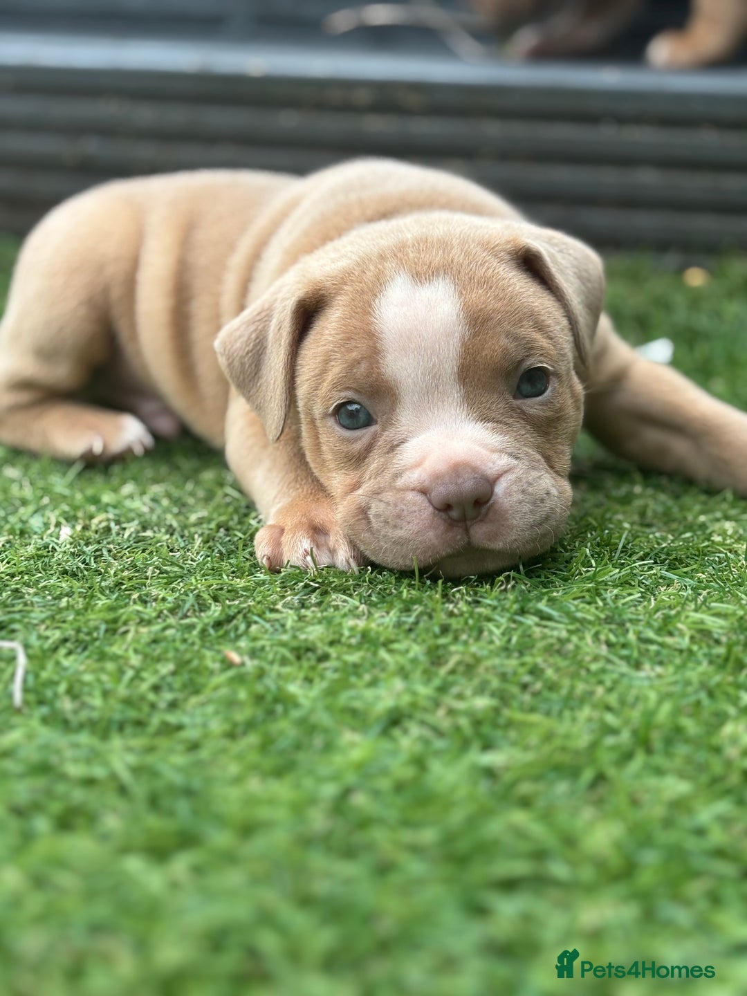 Staffordshire Bull Terrier dogs for sale: Ready now !! - Image 7