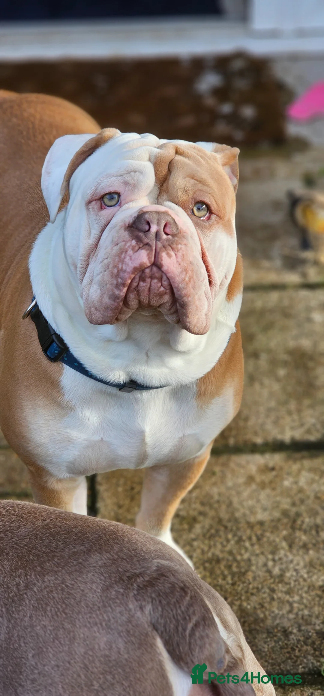 Olde English Bulldogge dogs for stud: My stunning boy aka stitch !! - Advert 8