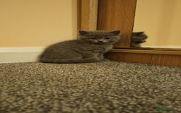 British Shorthair cats for sale: British shorthair kittens for sale.  - Image 6