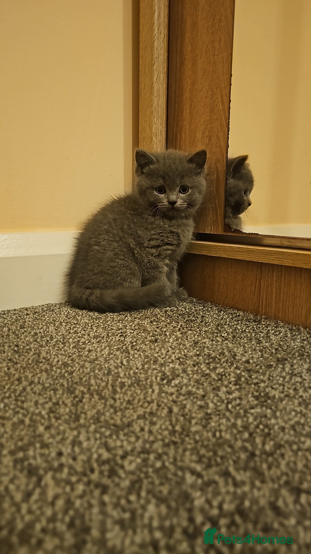 British Shorthair cats for sale: British shorthair kittens for sale.  - Image 6