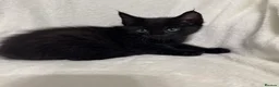 Maine Coon cats for sale: Gorgeous multi coloured half maine coon babies  - Advert 15