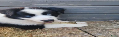 Mixed Breed Puppy 3