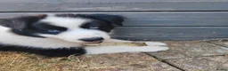 Mixed Breed dogs for sale: Border Collie/Husky Cross Puppies  - Advert 27