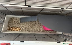 Rat rodents for sale: 2 male rats and cage  - Image 10