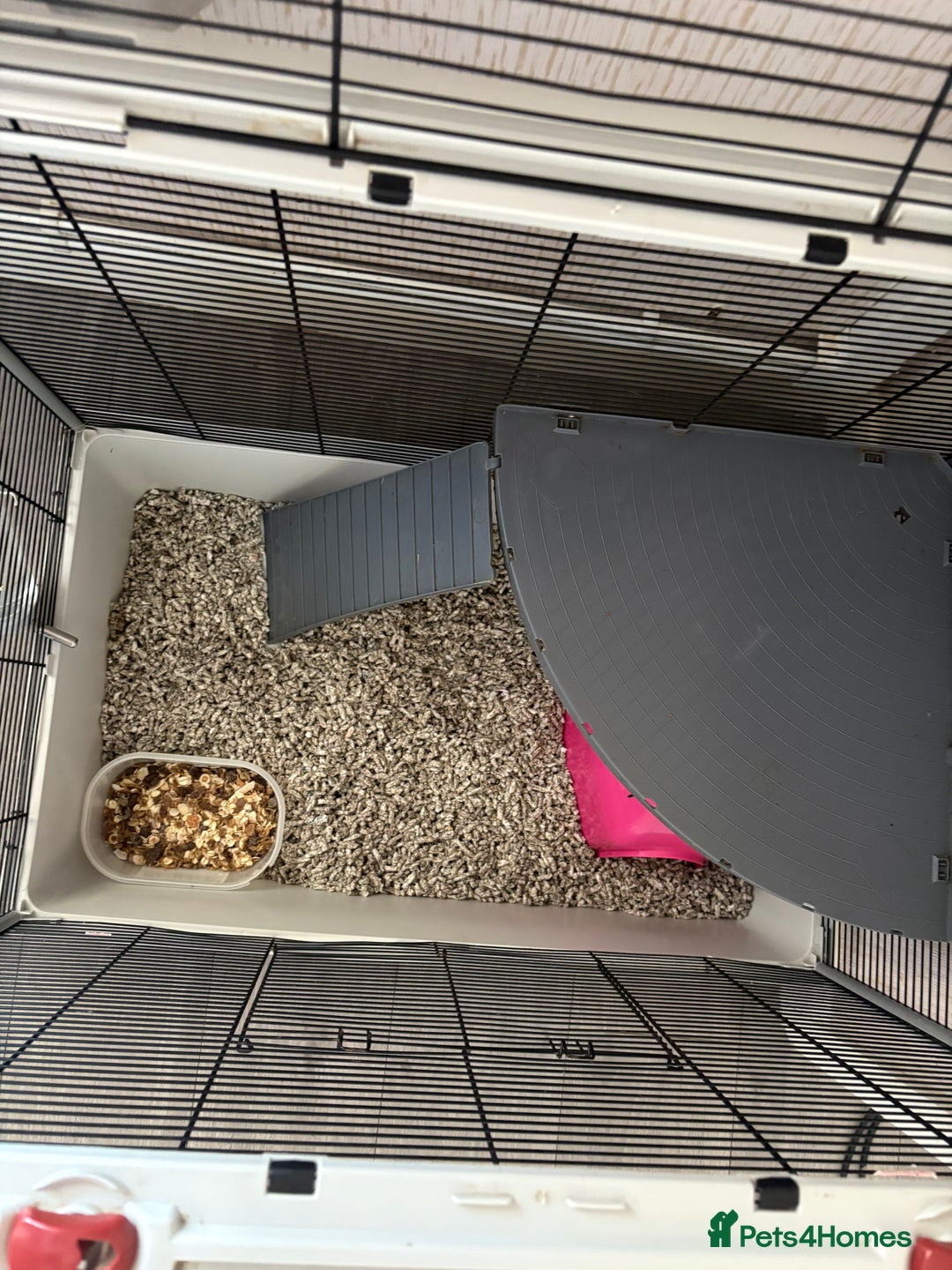 Rat rodents for sale: 2 male rats and cage  - Image 10