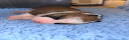 Alapaha Blue Blood Bulldog dogs for sale: Alapaha blue blood bulldogs  in Gloucester - Advert 4