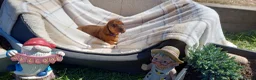 Dachshund dogs for sale: OUTSTANDING KC reg, smooth,standard dachshund  - Advert 11