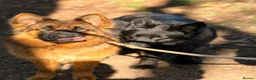 German Shepherd dogs for sale: 🐾 KC Registered German Shepherd Puppies 🐾 - Advert 7
