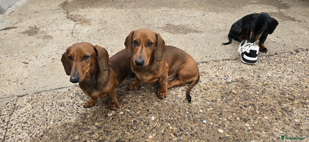 Dachshund dogs for sale: "READY GO STUNING 5 STANDARD DACHSHUND PUPPIES  - Image 14