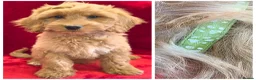Cockapoo dogs for sale: Stunning F1 Cockapoos - Advert 5