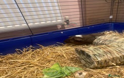 Guinea Pig rodents for sale: Guinea Pigs for Sale - Image 8