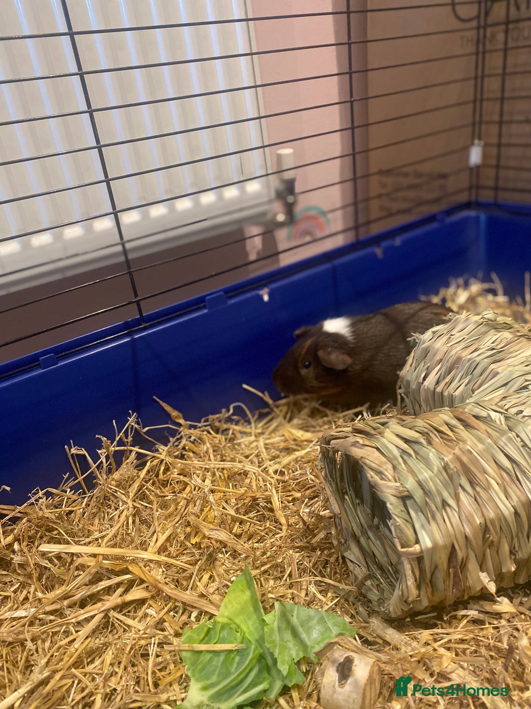 Guinea Pig rodents for sale: Guinea Pigs for Sale - Image 8