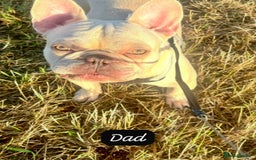 French Bulldog dogs for sale: Stunning Litter of French Bulldogs  - Image 8