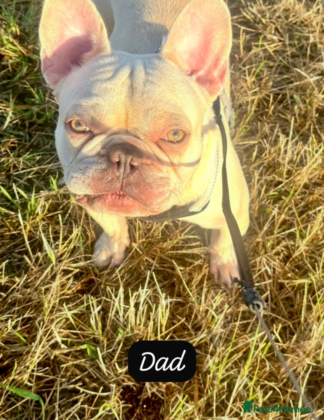 French Bulldog dogs for sale: Stunning Litter of French Bulldogs  - Image 8