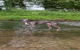 Whippet dogs for sale: Blue Whippet Puppy - Image 15