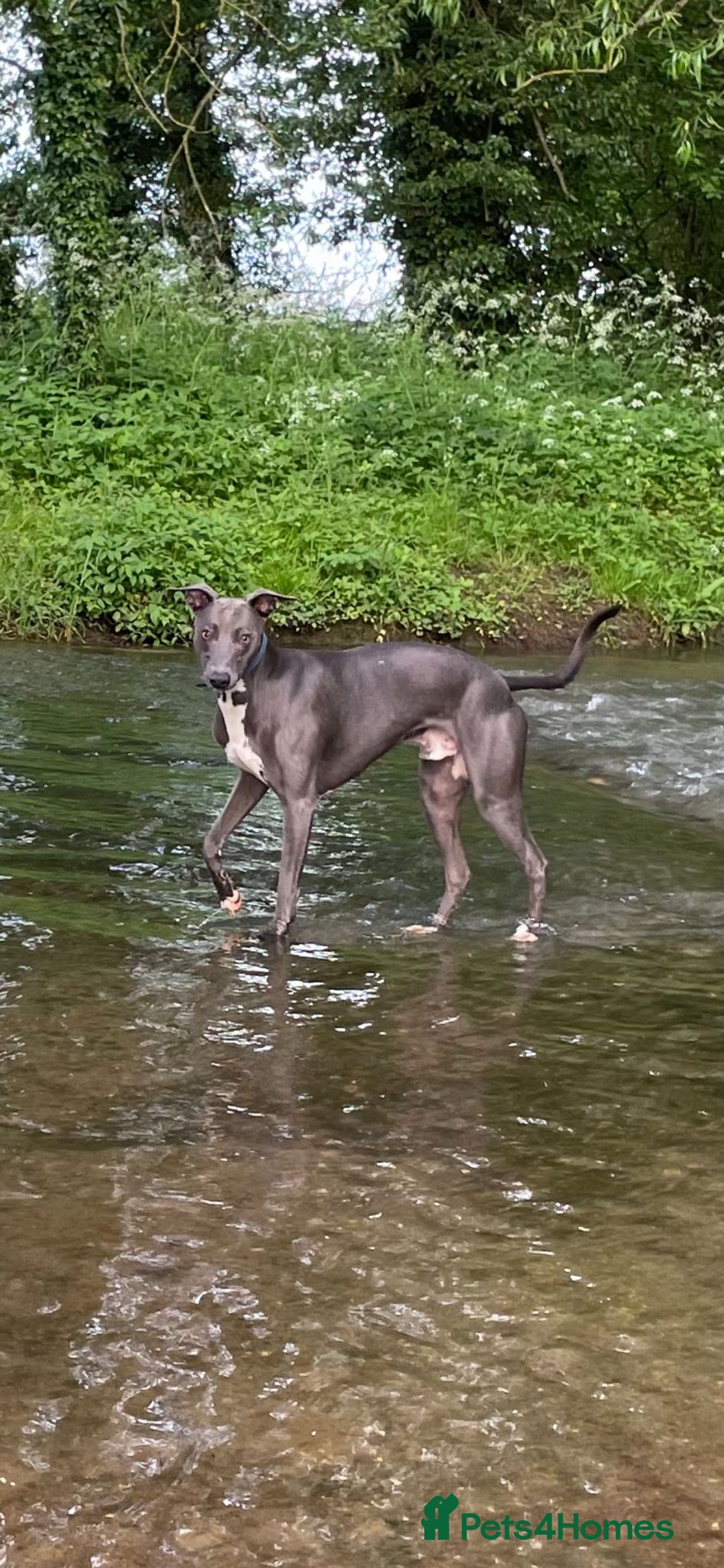 Whippet dogs for sale: Blue Whippet Puppy - Image 15