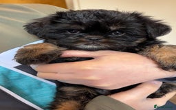 Griffon Bruxellois dogs for sale: Exceptionally confident beautys - Image 6