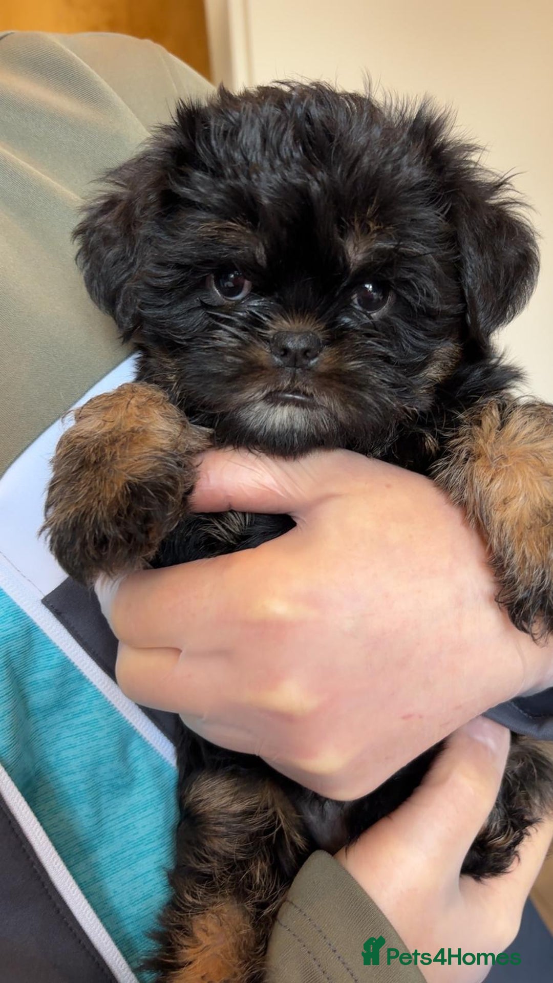 Griffon Bruxellois dogs for sale: Exceptionally confident beautys - Image 6