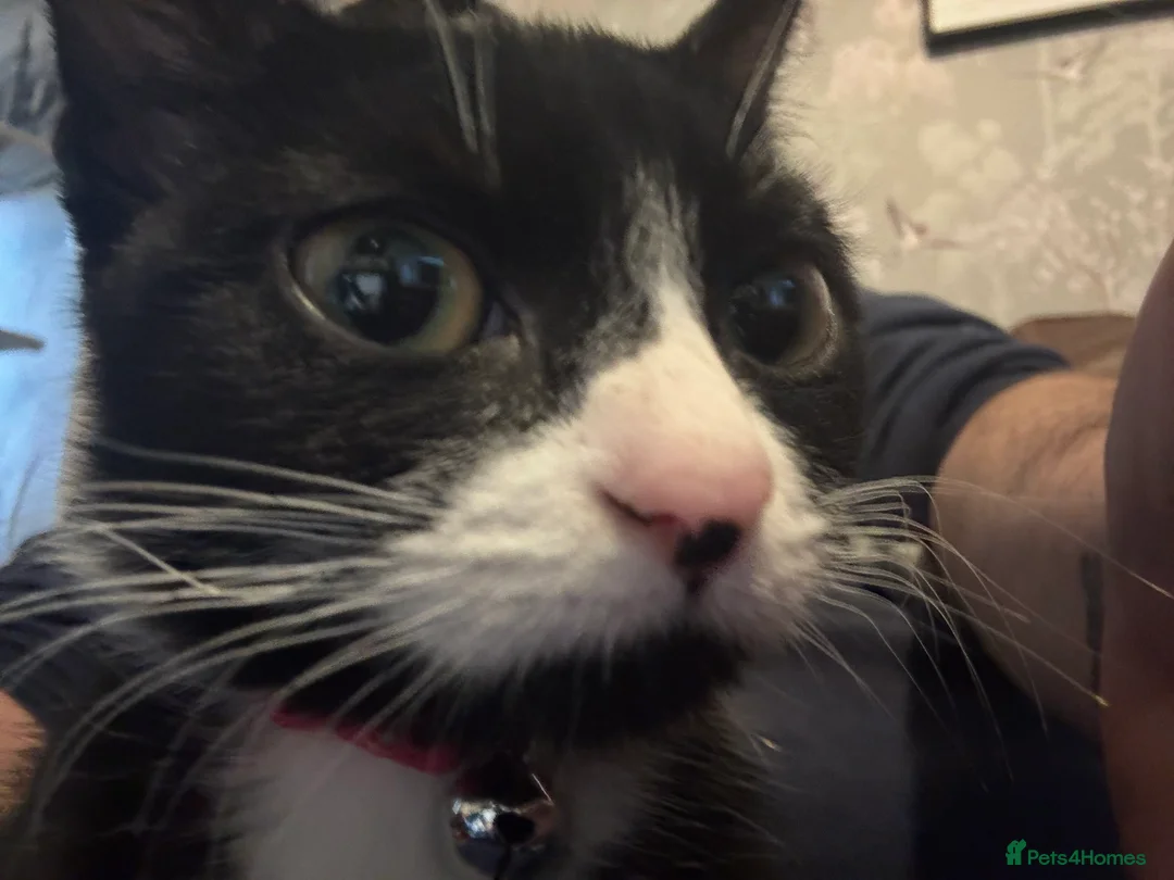 Mixed Breed cats for sale: Kitten  **   in Kettering - Advert 5