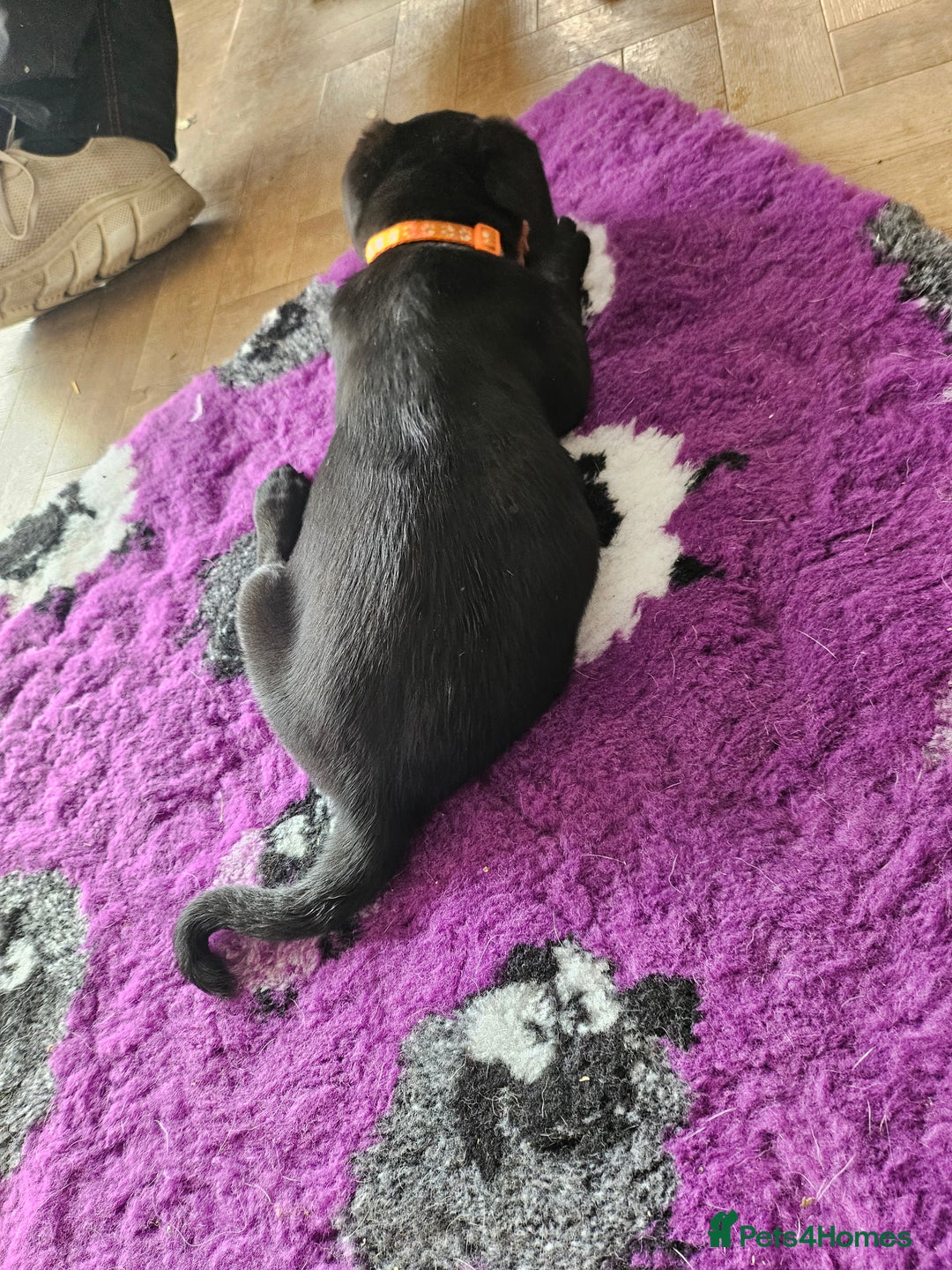 Borador dogs for sale: Black Collie X Labrador Ready to leave 26th Oct - Image 16