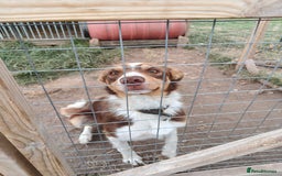 Mixed Breed dogs for sale: Kelpiexcollie puppies - Image 9