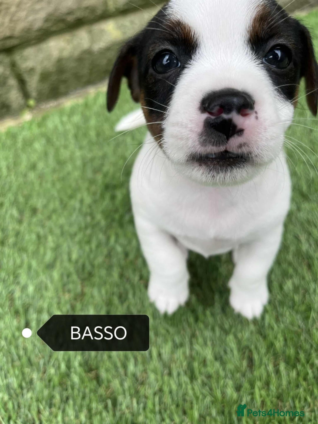 Jack Russell dogs for sale: Jack Russell puppies,Parents reg.Kennel club, - Image 7