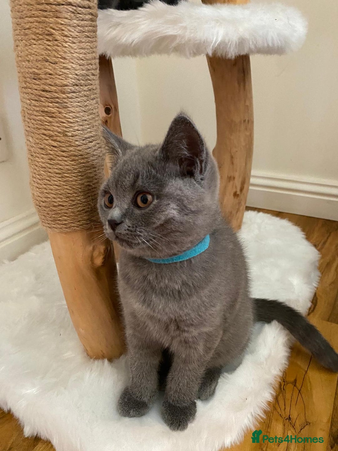 British Shorthair cats for sale: British Shorthair kittens, GCCF Certificate  in Dundee - Image 20