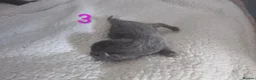 British Shorthair cats for sale: British Shorthair x Turkish Angora Kittens in Greenock - Advert 2