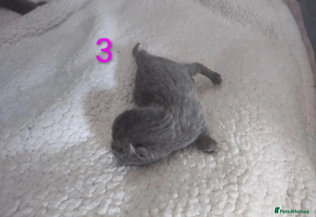 British Shorthair cats for sale: British Shorthair x Turkish Angora Kittens in Greenock - Advert 2