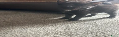Domestic Shorthair 2