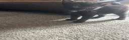 Domestic Shorthair cats for sale: 4 adorable kittens looking for forever homes  - Advert 4